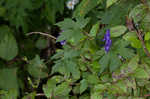 Southern blue monkshood <BR>Monkshood